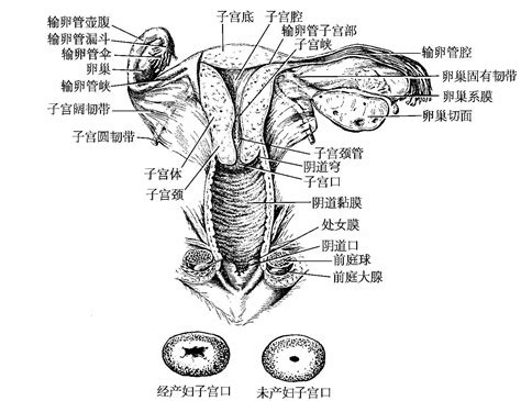 女性人体|女性生殖系统和骨盆的解剖学：带注释的插图和定义 